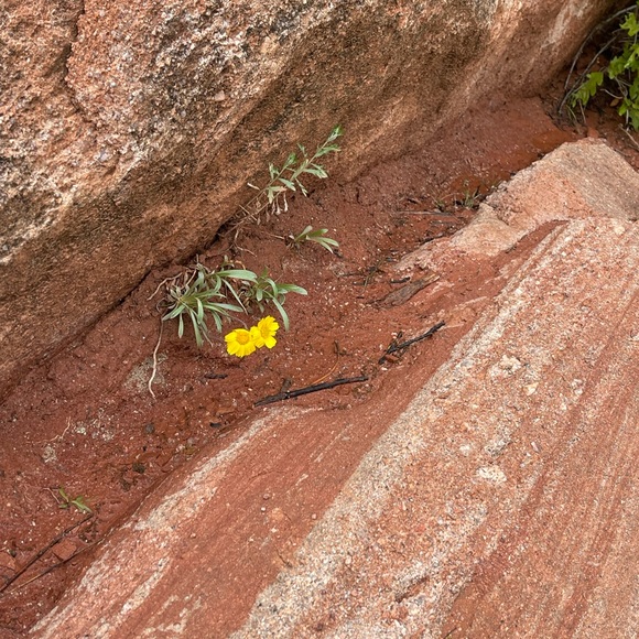 Silent 🤫 Auction Share shows - Picture 6 of 12